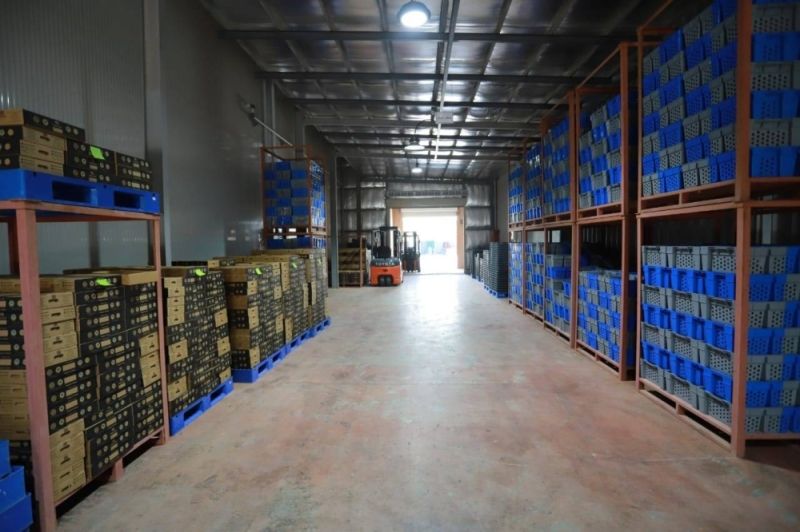 بيان رسمي يكشف عن ترتيب السعودية عالمياً بشأن تصدير التمور.. والقيمة المالية للصادرات