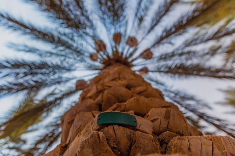 بيان رسمي يكشف عن ترتيب السعودية عالمياً بشأن تصدير التمور.. والقيمة المالية للصادرات