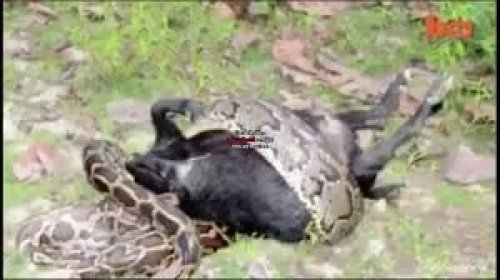 شوف دلوقتي: أفعى الأناكوندا تلتهم ‘‘بقرة بأكملها‘‘ وهي حية ... وحينما حاول المزارع إنقاذها كانت الصدمة (فيديو مرعب لأصحاب القلوب القوية)