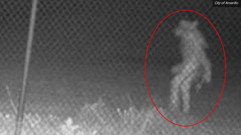 كاميرا مراقبة ترصد كائن غريب يمشي على قدميه في ولاية تكساس الأمريكية.. (شاهد)