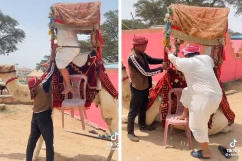 كاد أن يسقط .. فيديو طريف لرجل سمين أثناء ركوبه على ظهر الجمل (شاهد)