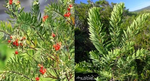 وداعاً الغازات عشبة رخيصة متوفرة بكثرة تخلصك من الغازات والامساك والام القولون في دقائق معدودة .. تعرف عليها !