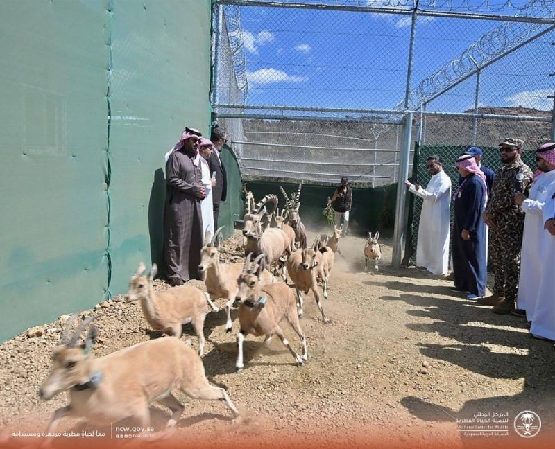 السعودية: بالصور.. شاهد لحظة إطلاق 23 وعلًا جبليًا مهددًا بالانقراض بالسودة