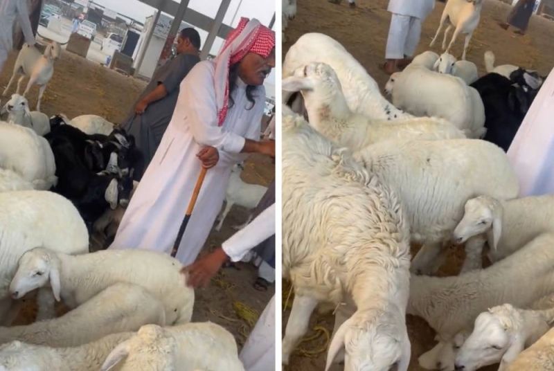 انهيار أسعار الأغنام بشكل جنوني قبل عيد الأضحى في السعودية.. والكشف عن أسباب مفاجئة! (فيديو)