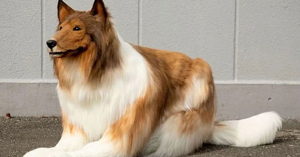 ياباني يحقق حلم طفولته ويتحول إلى كلب (فيديو)