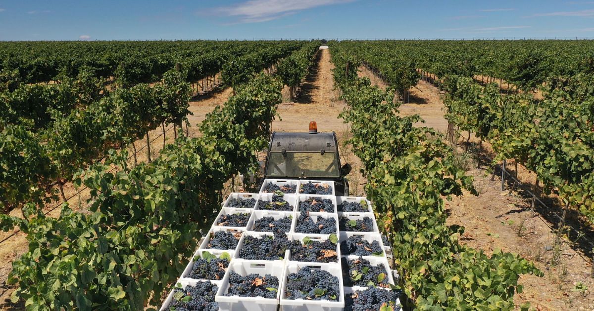 البرتغال.. الأحوال الجوية تتسبب بخسائر فادحة في إنتاج العنب والزيتون 