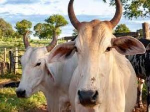 ليست في السعودية .. أغلى بقرة توجد في هذه الدولة وسعرها 4 ملايين دولار وسبب صادم لارتفاع ثمنها