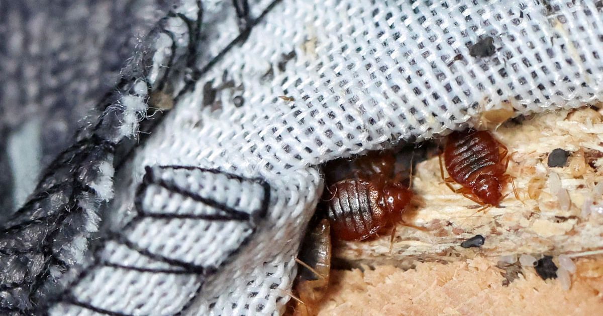 استنفار في المغرب بعد وصول "بق الفراش" على متن سفينة من فرنسا