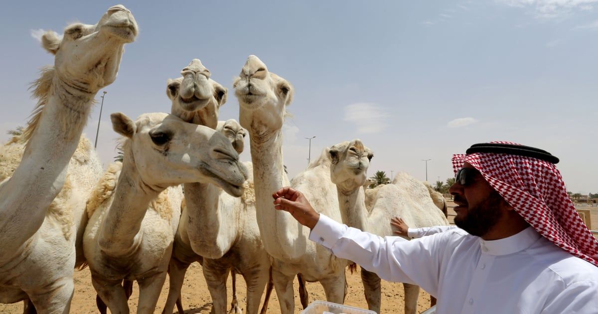 السعودية: 2024 "عام الإبل" تعزيزًا لمكانتها الثقافية