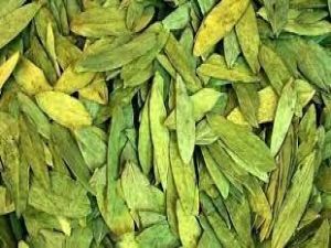 اوصى الرسول عليه الصلاة والسلام بتناول السنا .. فما هو ؟