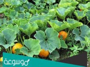 تعرف على النبتة السحرية التي أنقذت حياة سيدنا يونس بعد خروجه من بطن الحوت!