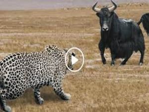 حادثة الثور العملاق المؤلمة التي هزة السعودية والعالم عندما غرس قرنه الحاد في صدره ..اتفرج