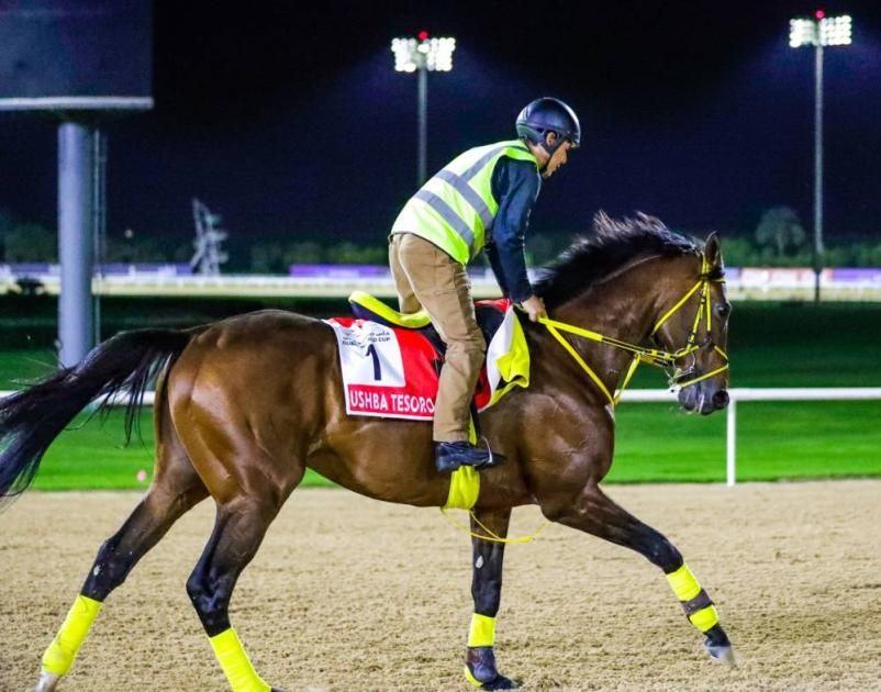 وضع اللمسات الأخيرة لانطلاق كأس دبي العالمي غداً