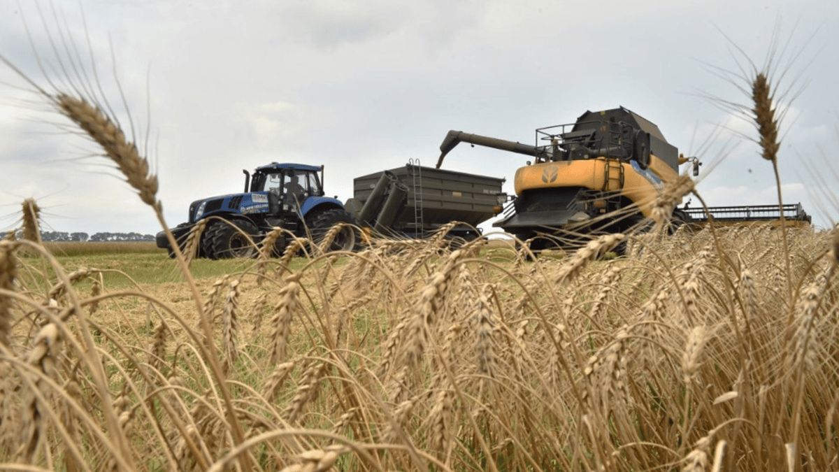 تحقيق أوكراني: روسيا تُصدر حبوب كييف "المنهوبة" عبر شركات "وهمية"