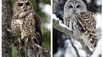 مذبحة سيقتل بها أكثر من نصف مليون.. القصة الكاملة لخطة أمريكا لعمل إبادة لطائر البومة