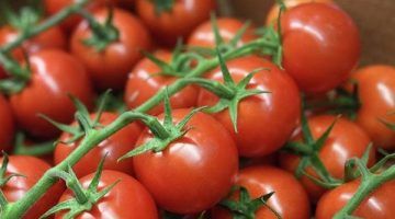 متفوقا على إسبانيا.. صادرات المغرب من الطماطم لبريطانيا تصل إلى 190 مليون يورو