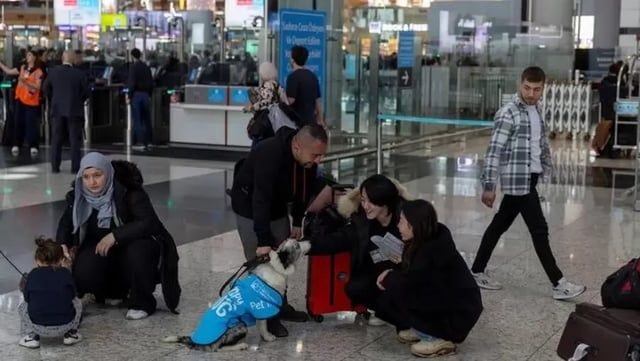 لسبب غريب.. كلاب تتجول في مطار اسطنبول (صور)