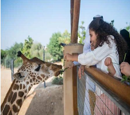 كم سعر دخول حديقة الحيوان في الطائف وما هي ساعات العمل في عيد الفطر؟! - موقع الخليج الان