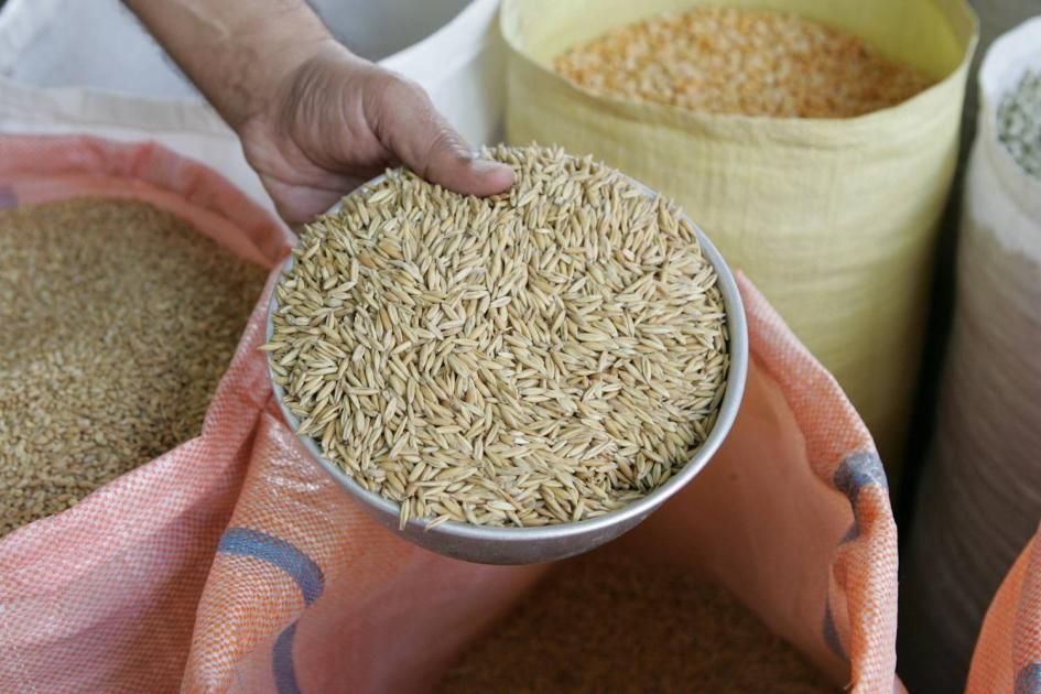 الأردن يشتري 110 آلاف طن من علف الشعير في مناقصة