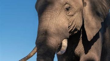 الأوروبيون يهتمون بالأفيال أكثر من البشر