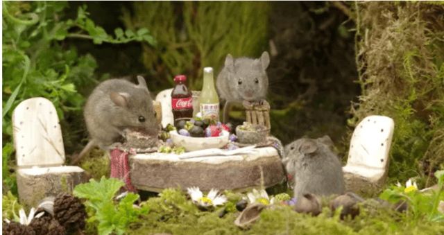 "قرية فئران" تنقذ رجلا من مرض الاكتئاب (صور)