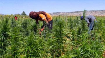 دولة عربية تسمح بتسويق منتجات القنب الهندي في معرض للزراعة