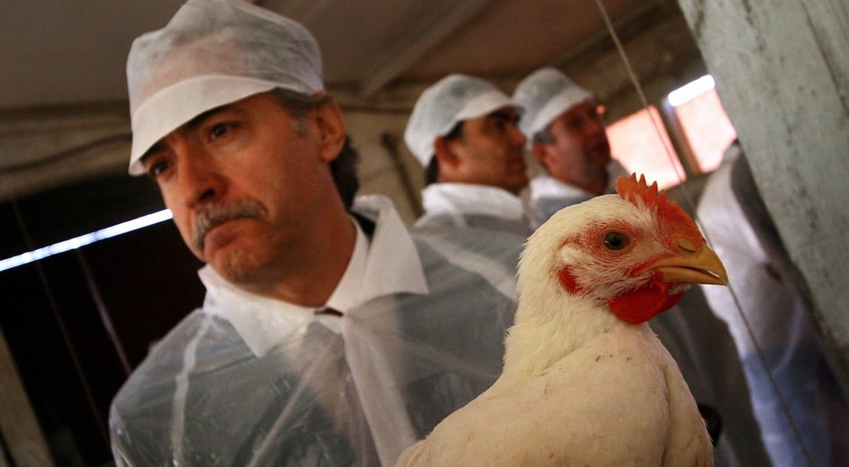 يتعلق بالحالة العاطفية.. دراسة تكشف عن سلوك "بشري" لدى الدجاج