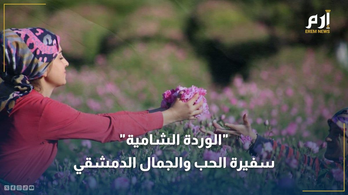 في موسم قطافها.. "الوردة الشامية" سفيرة الحب والجمال الدمشقي