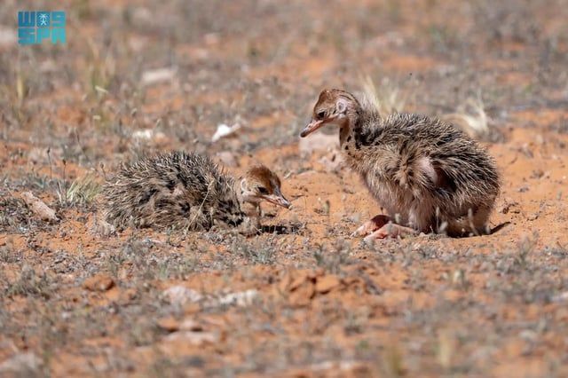 السعودية.. ظهور نادر للنعام ذوي الرقبة الحمراء بعد انقراضه 100 عام (فيديو وصور)