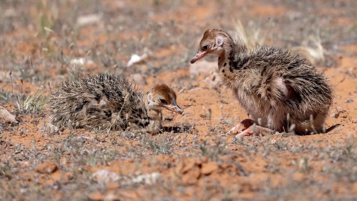 السعودية.. ظهور نادر للنعام ذوي الرقبة الحمراء بعد انقراضه 100 عام (فيديو وصور)