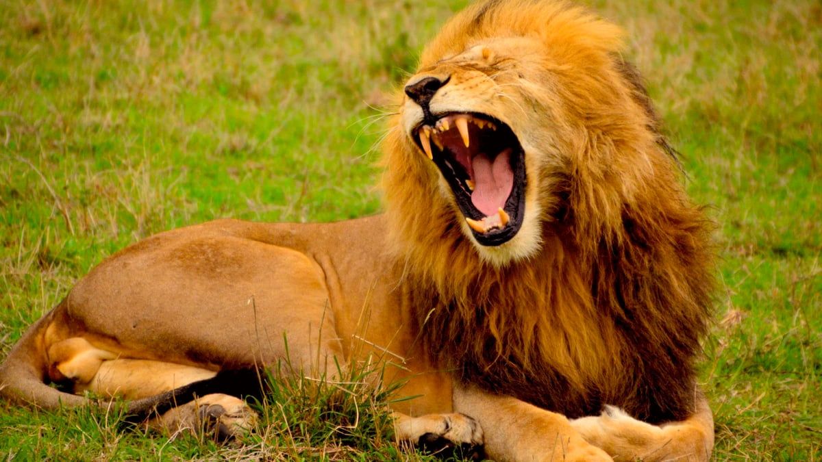 تفاعل واسع مع طفلة تزأر كالأسد (فيديو)