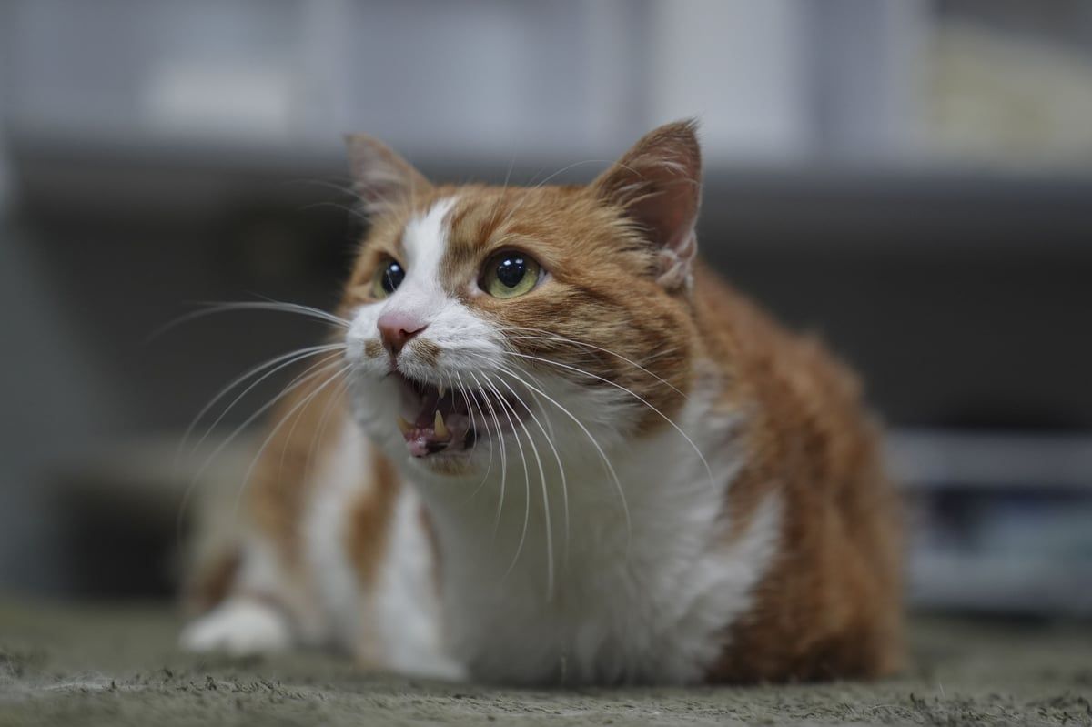 في مفاجأة صادمة.. موظفة في "أمازون" تعثر على قطة في طرد