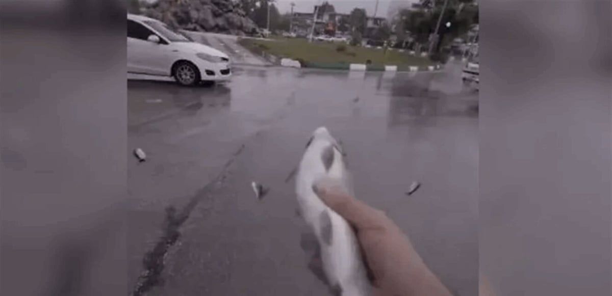 سماء إيران "تمطر سمكا".. ما سبب الظاهرة؟ (فيديو)