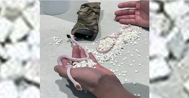 مسافر يخفي ثعبانين في سرواله بمطار ميامي (صورة)