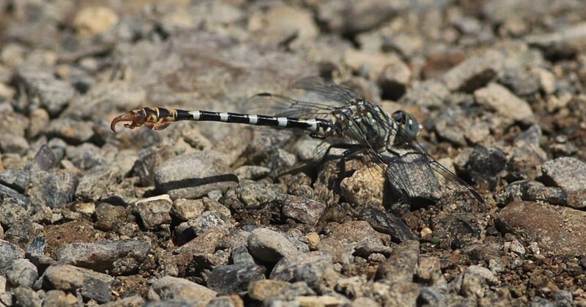 رصد "يعسوب سيناء" في إسرائيل للمرة الأولى