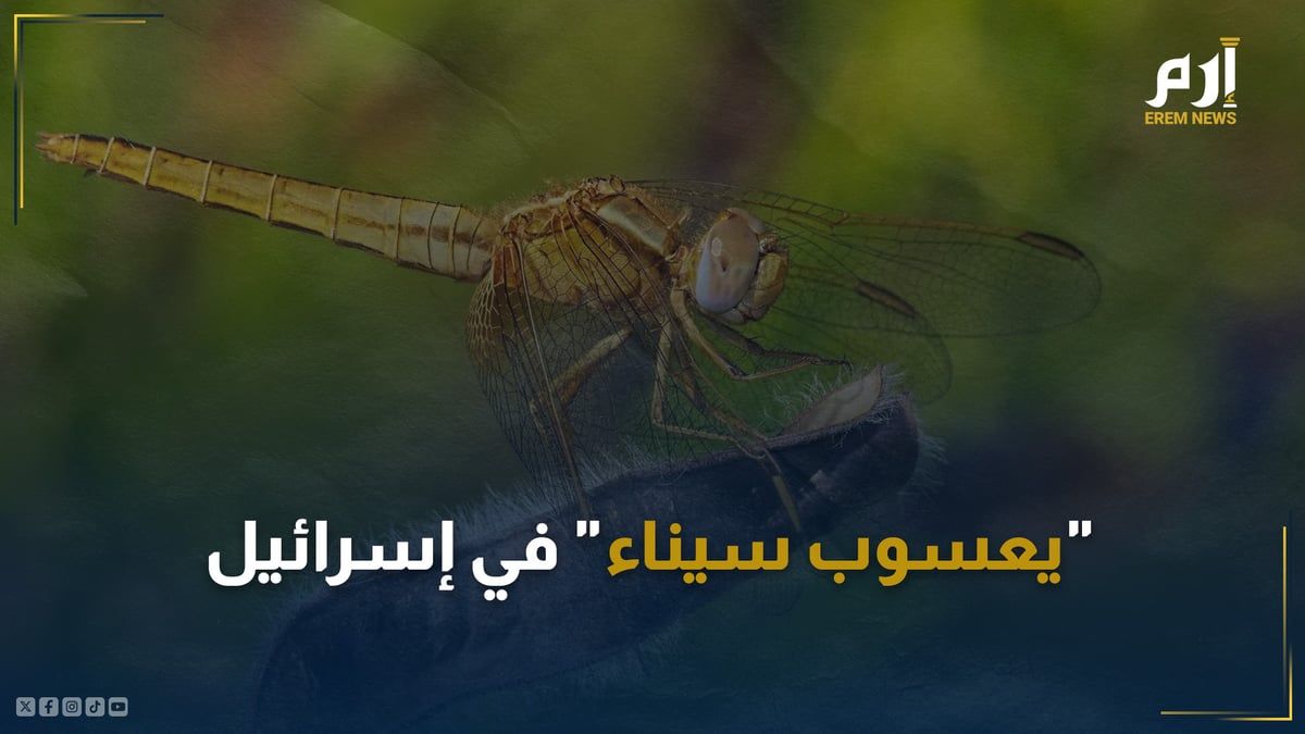 "يعسوب سيناء" في إسرائيل.. ظاهرة تثير قلق العلماء