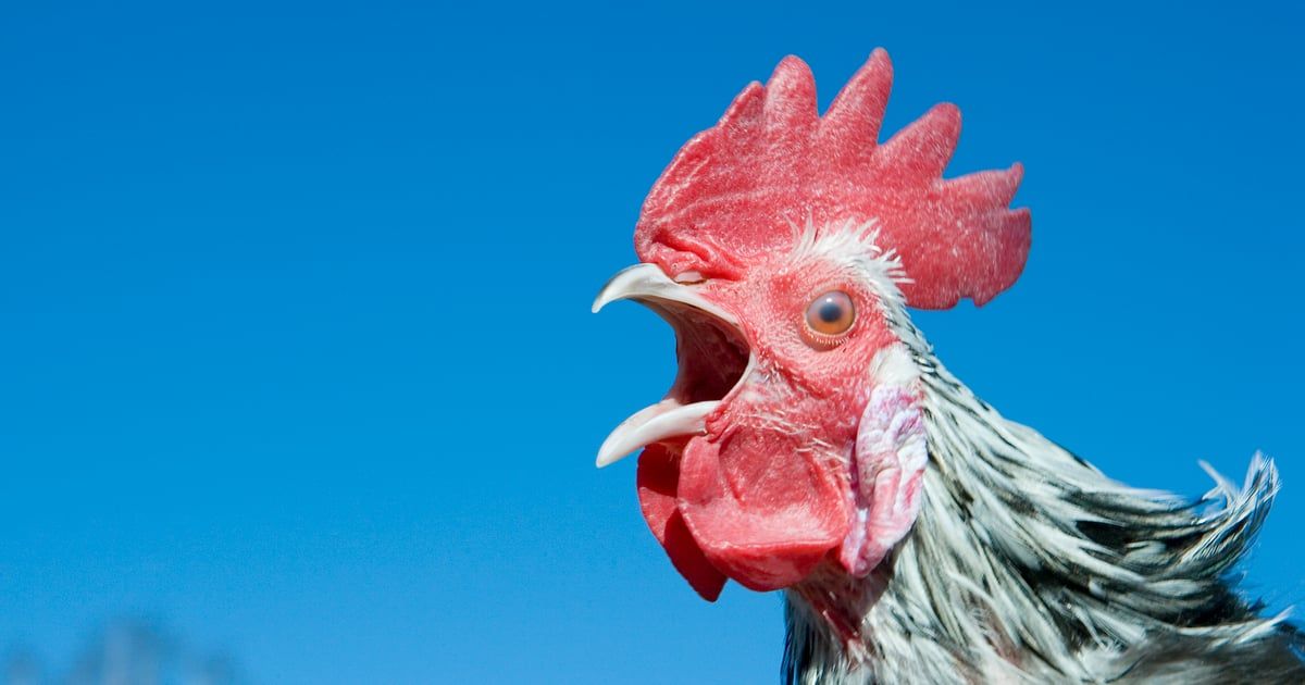 80 ساعة عمل من أجل شراء دجاجة في سوريا