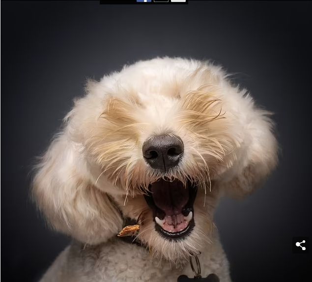 مشاهد طريفة لحيوانات مشاركة بمسابقة الصور الكوميدية 2024