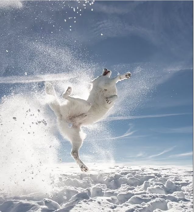 مشاهد طريفة لحيوانات مشاركة بمسابقة الصور الكوميدية 2024