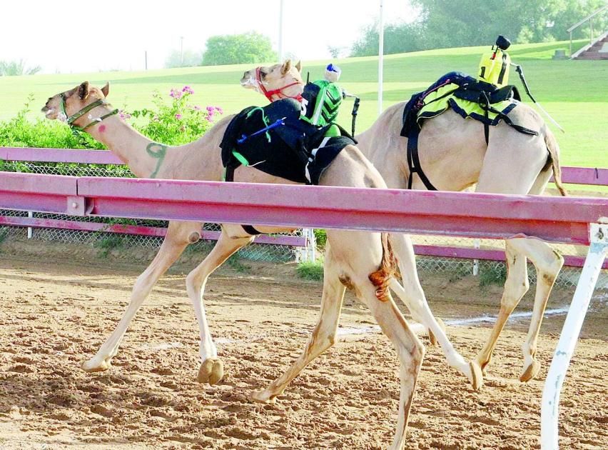 منافسات مثيرة لسن الفطامين بميدان الذيد