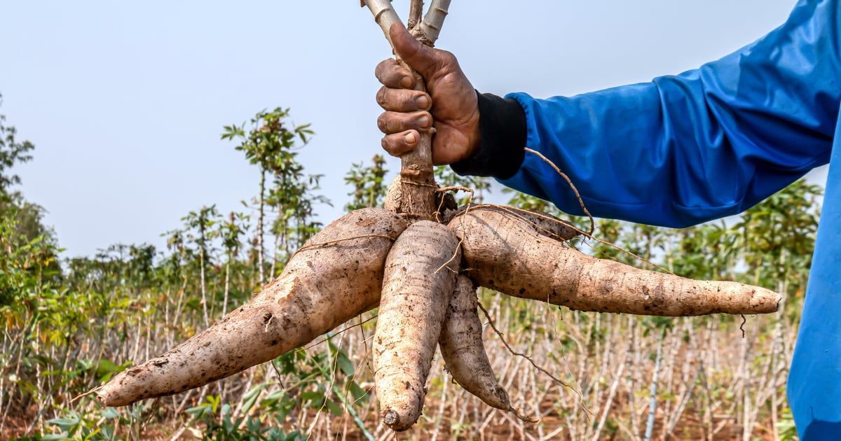 نبات شديد السمية يمكن أن يصبح "الغذاء الخارق" غدًا