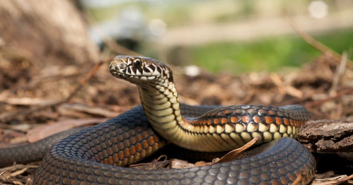 شابة تصارع ثعبانا اقتحم حفل زفاف شقيقتها (فيديو)