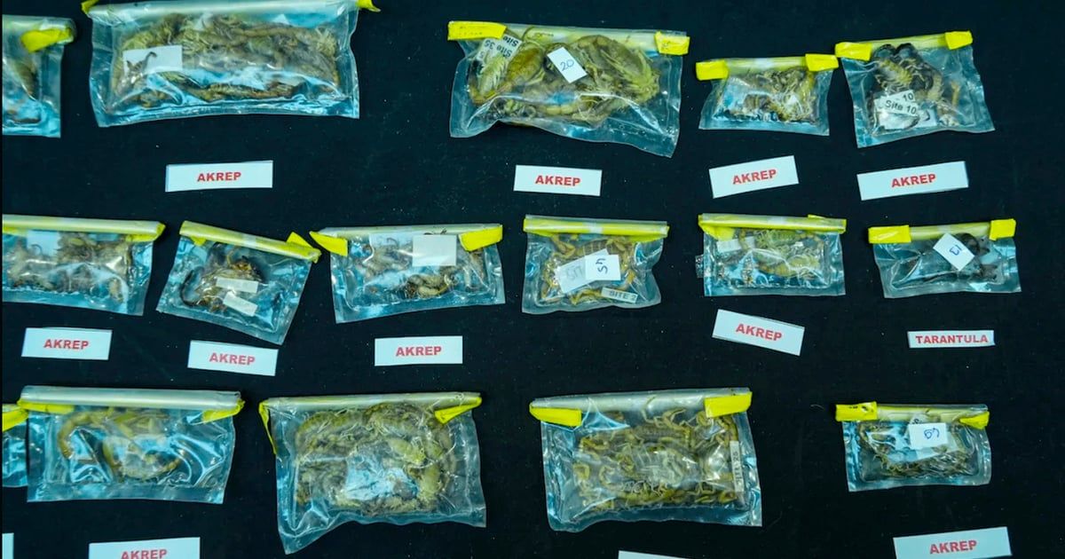 تركيا.. القبض على مهرب عناكب وعقارب سمومها بملايين الدولارات