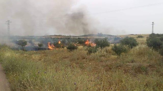 سوريا.. حرائق تلتهم مساحات شاسعة من حقول القمح (صور)