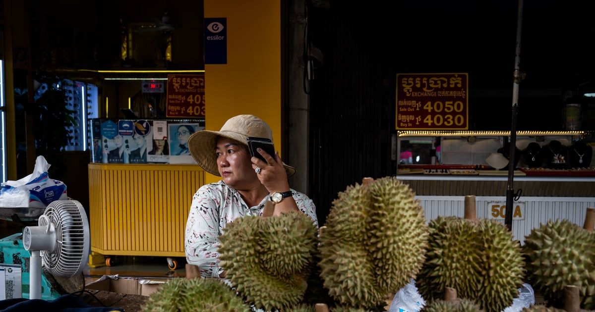 تسقط كالقذائف.. شبان يخاطرون بحياتهم لجني ثمار "الدوريان" (فيديو)