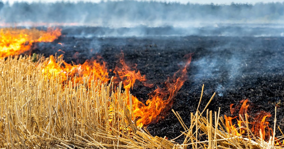 سوريا.. حرائق تلتهم مساحات شاسعة من حقول القمح (صور)