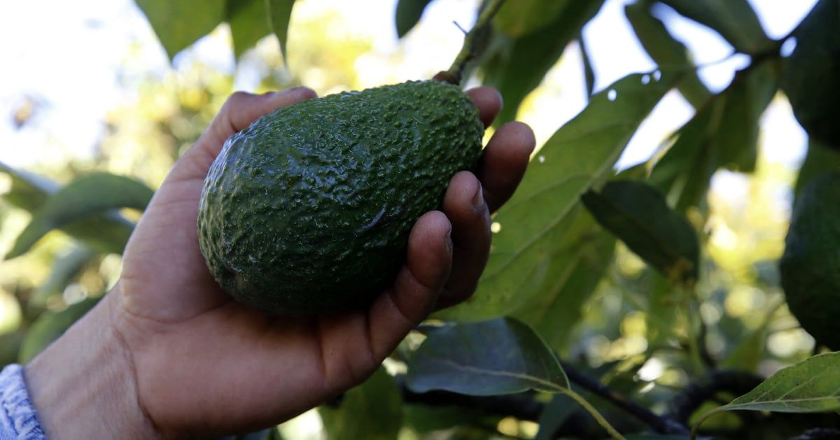 "الأفوكادو" مهددة بالانقراض
