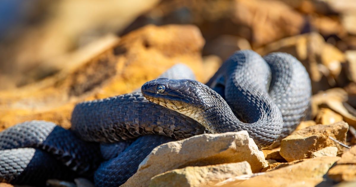 الاستعانة بـ"صائدي الأفاعي" لفتح مقابر جماعية في العراق