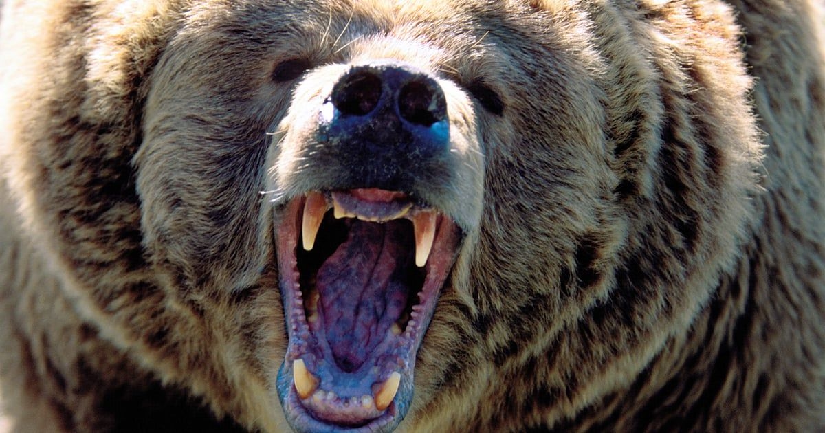 الدببة تثير رعب سكان قرى جبلية شمال العراق (فيديو)