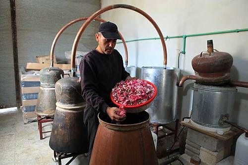 بدء قطاف موسم الوردة الشامية.. منتج يضاهي الذهب (صور)